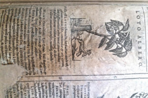 Stefania Zeppieri | Conservation and Restoration of Library Assets, Works of Art on Paper and Related Artifacts | Restoration of Ancient Rare Books